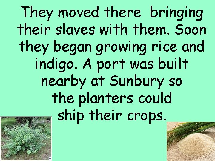 They moved there bringing their slaves with them. Soon they began growing rice and