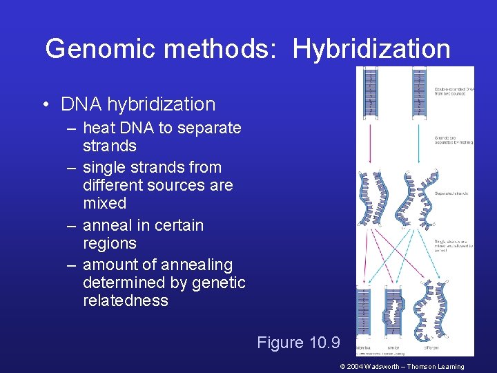 Genomic methods: Hybridization • DNA hybridization – heat DNA to separate strands – single