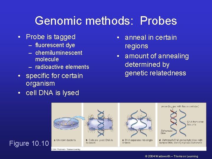 Genomic methods: Probes • Probe is tagged – fluorescent dye – chemiluminescent molecule –