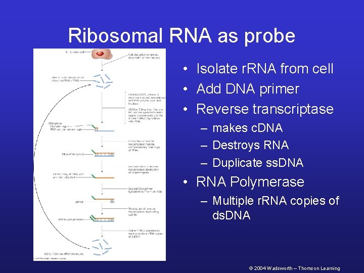 Ribosomal RNA as probe • Isolate r. RNA from cell • Add DNA primer
