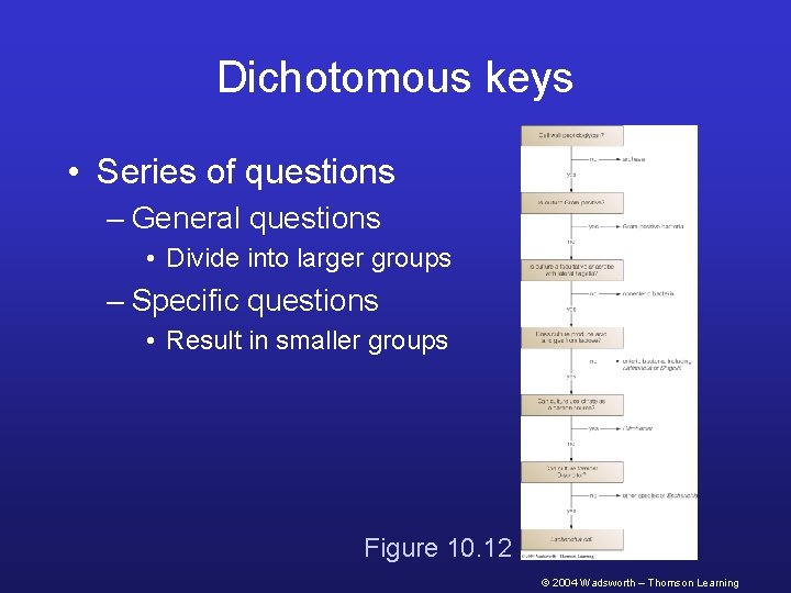 Dichotomous keys • Series of questions – General questions • Divide into larger groups
