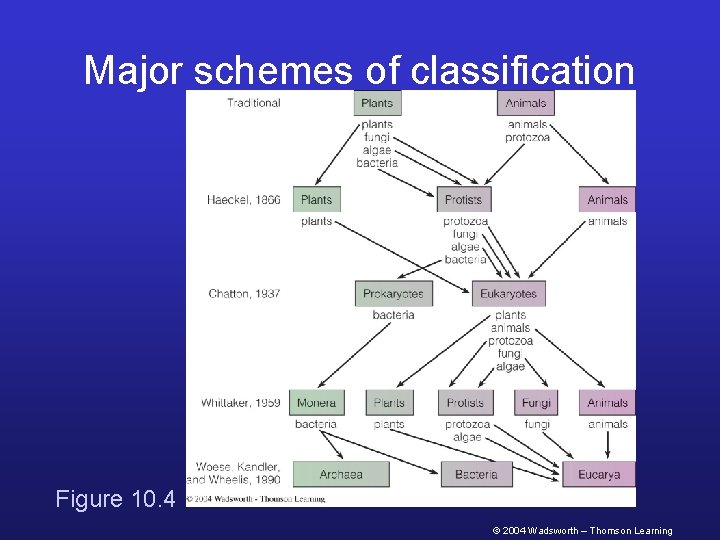 Major schemes of classification Figure 10. 4 © 2004 Wadsworth – Thomson Learning 