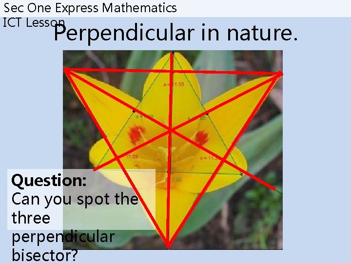 Sec One Express Mathematics ICT Lesson Perpendicular in nature. Question: Can you spot the