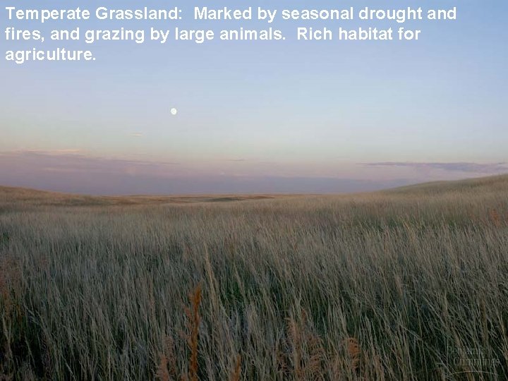 Temperate Grassland: Marked by seasonal drought and fires, and grazing by large animals. Rich