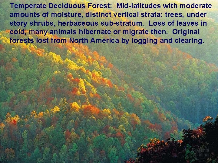 Temperate Deciduous Forest: Mid-latitudes with moderate amounts of moisture, distinct vertical strata: trees, under