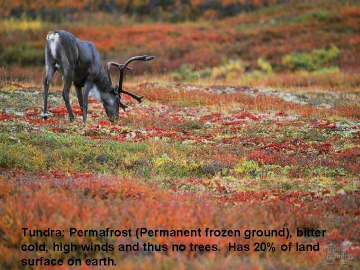 Tundra: Permafrost (Permanent frozen ground), bitter cold, high winds and thus no trees. Has