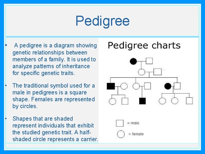 Pedigree • A pedigree is a diagram showing genetic relationships between members of a