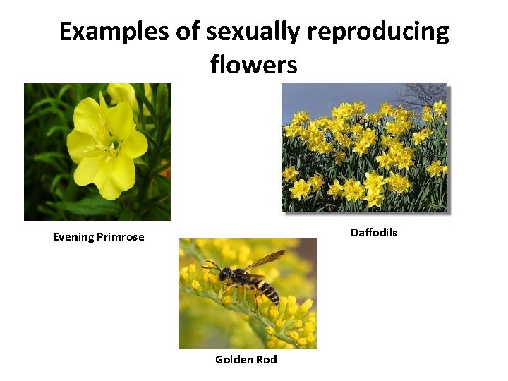 Examples of sexually reproducing flowers Daffodils Evening Primrose Golden Rod 