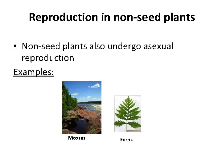 Reproduction in non-seed plants • Non-seed plants also undergo asexual reproduction Examples: Mosses Ferns