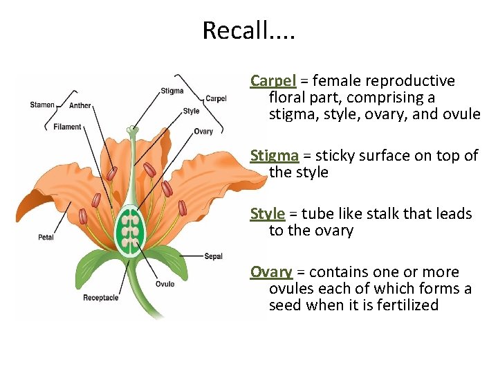 Recall. . Carpel = female reproductive floral part, comprising a stigma, style, ovary, and