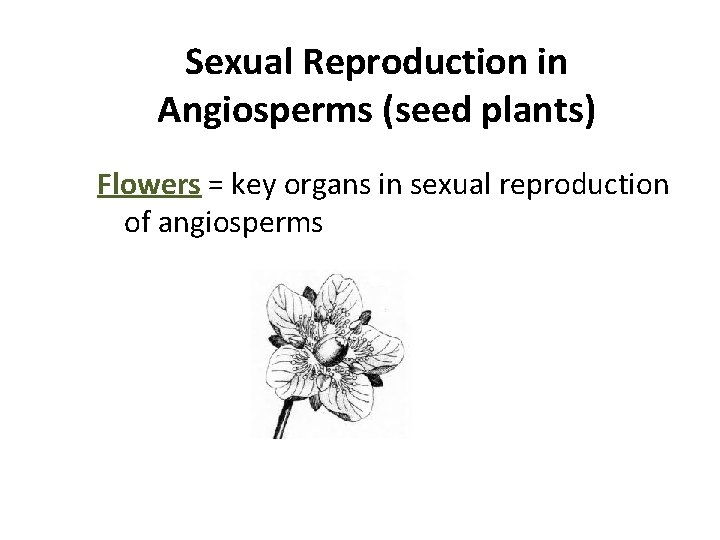 Sexual Reproduction in Angiosperms (seed plants) Flowers = key organs in sexual reproduction of