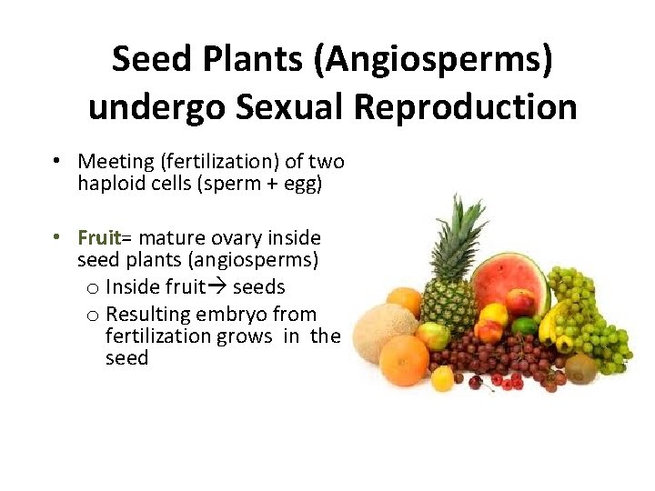 Seed Plants (Angiosperms) undergo Sexual Reproduction • Meeting (fertilization) of two haploid cells (sperm