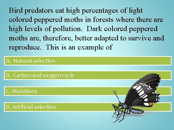 Bird predators eat high percentages of light colored peppered moths in forests where there