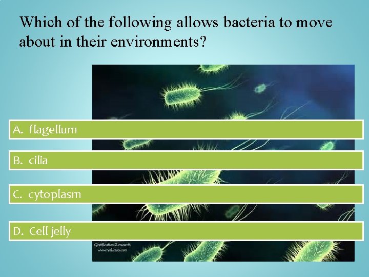 Which of the following allows bacteria to move about in their environments? A. flagellum