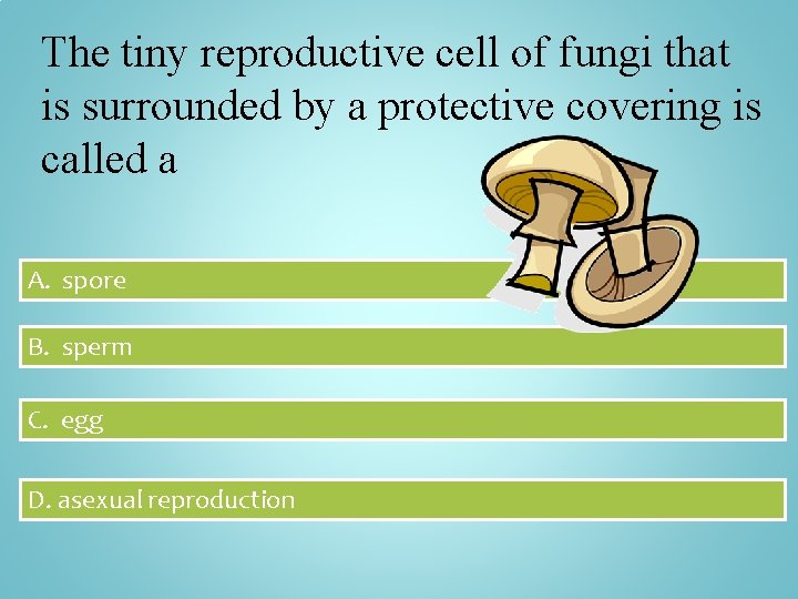 The tiny reproductive cell of fungi that is surrounded by a protective covering is