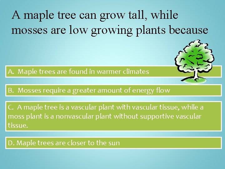 A maple tree can grow tall, while mosses are low growing plants because A.