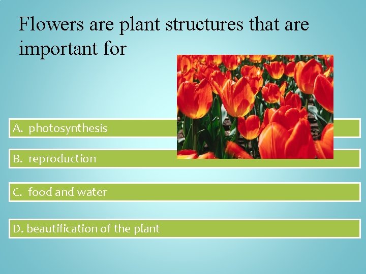 Flowers are plant structures that are important for A. photosynthesis B. reproduction C. food