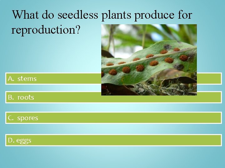 What do seedless plants produce for reproduction? A. stems B. roots C. spores D.
