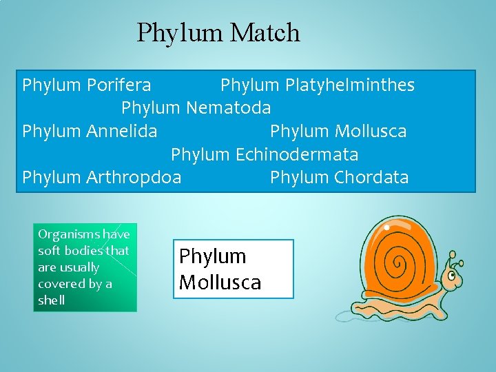 Phylum Match Phylum Porifera Phylum Platyhelminthes Phylum Nematoda Phylum Annelida Phylum Mollusca Phylum Echinodermata