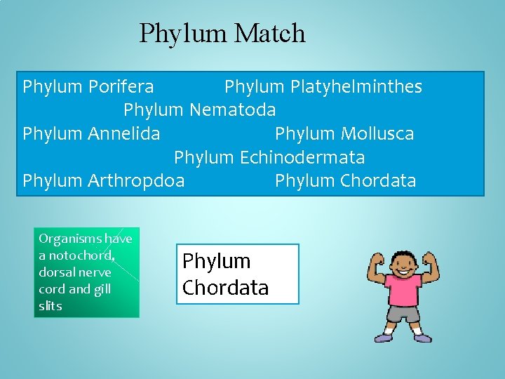 Phylum Match Phylum Porifera Phylum Platyhelminthes Phylum Nematoda Phylum Annelida Phylum Mollusca Phylum Echinodermata