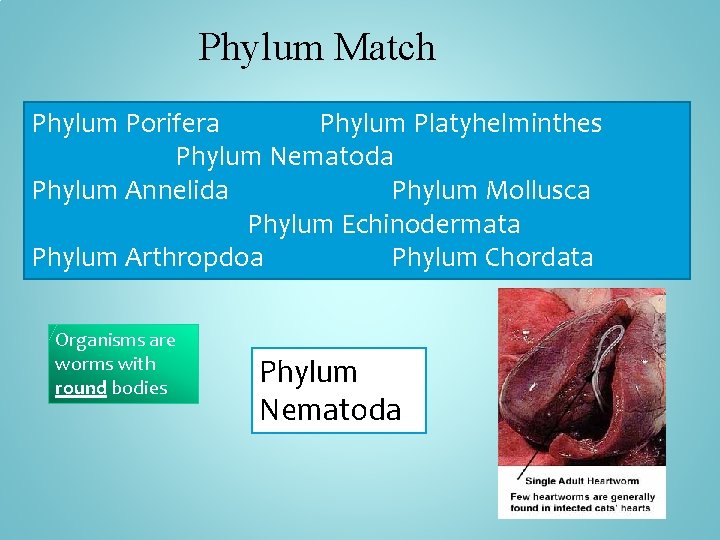 Phylum Match Phylum Porifera Phylum Platyhelminthes Phylum Nematoda Phylum Annelida Phylum Mollusca Phylum Echinodermata