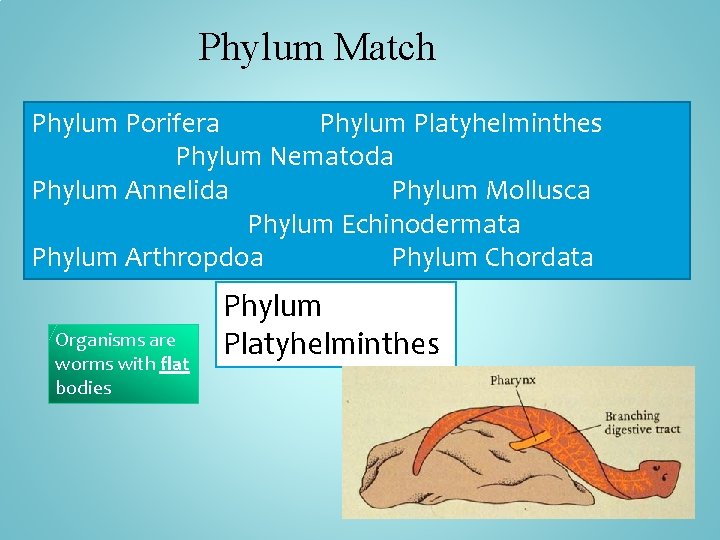 Phylum Match Phylum Porifera Phylum Platyhelminthes Phylum Nematoda Phylum Annelida Phylum Mollusca Phylum Echinodermata