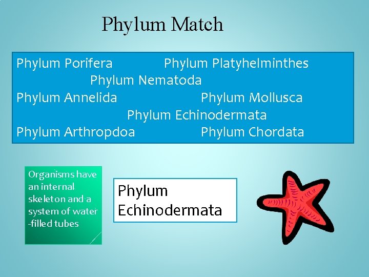 Phylum Match Phylum Porifera Phylum Platyhelminthes Phylum Nematoda Phylum Annelida Phylum Mollusca Phylum Echinodermata