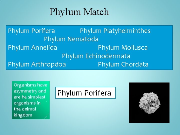 Phylum Match Phylum Porifera Phylum Platyhelminthes Phylum Nematoda Phylum Annelida Phylum Mollusca Phylum Echinodermata