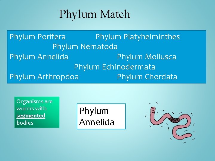 Phylum Match Phylum Porifera Phylum Platyhelminthes Phylum Nematoda Phylum Annelida Phylum Mollusca Phylum Echinodermata