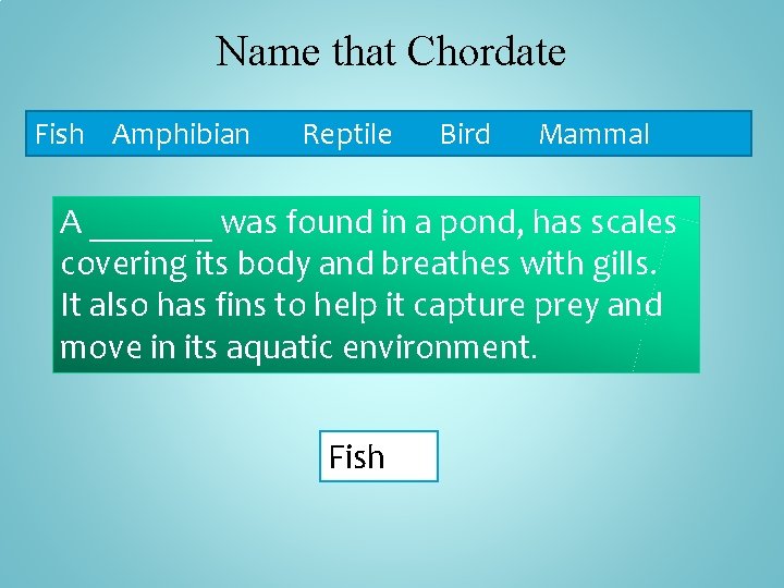 Name that Chordate Fish Amphibian Reptile Bird Mammal A _______ was found in a