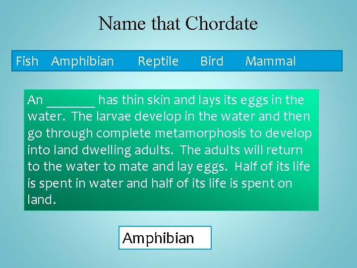 Name that Chordate Fish Amphibian Reptile Bird Mammal An _______ has thin skin and