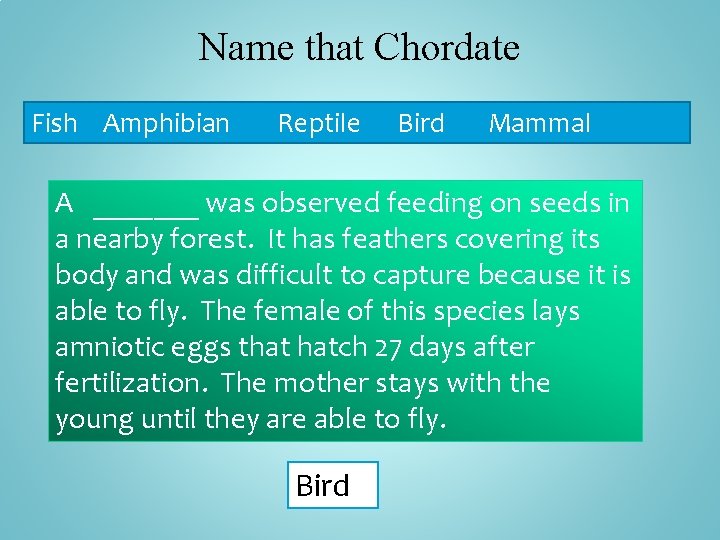 Name that Chordate Fish Amphibian Reptile Bird Mammal A _______ was observed feeding on