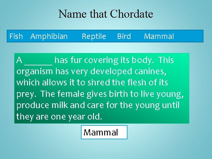 Name that Chordate Fish Amphibian Reptile Bird Mammal A ______ has fur covering its