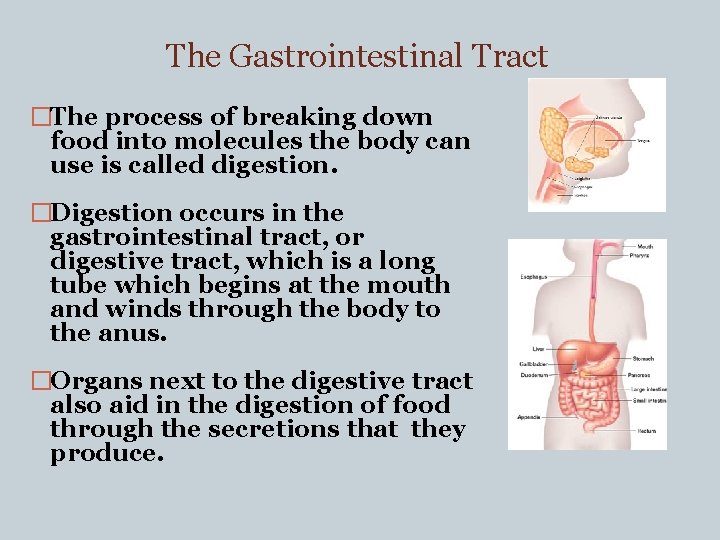 The Gastrointestinal Tract �The process of breaking down food into molecules the body can