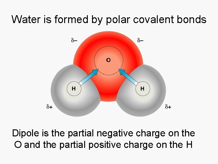 Water is formed by polar covalent bonds Dipole is the partial negative charge on