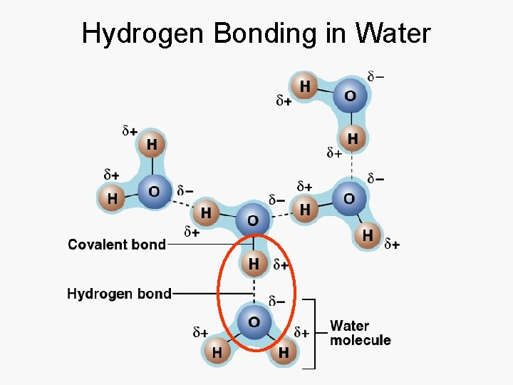 Hydrogen Bonding in Water 