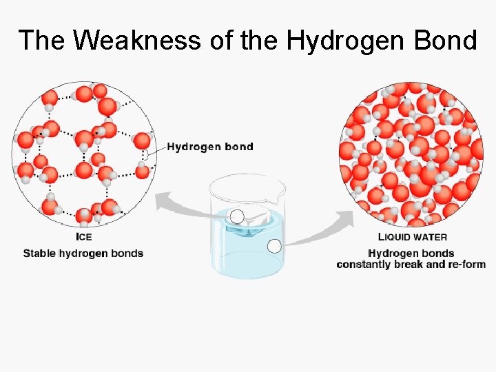 The Weakness of the Hydrogen Bond 