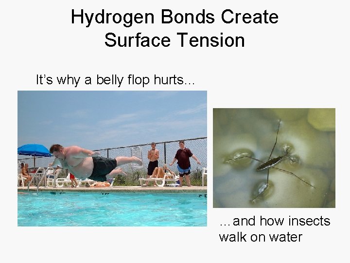 Hydrogen Bonds Create Surface Tension It’s why a belly flop hurts… …and how insects