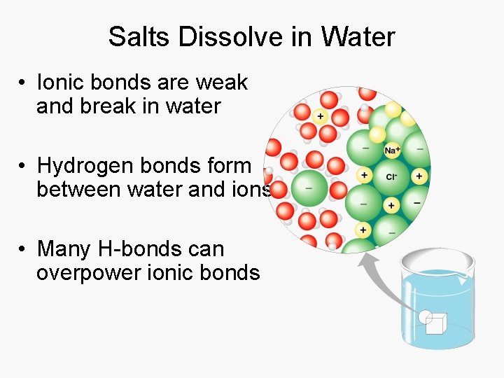 Salts Dissolve in Water • Ionic bonds are weak and break in water •