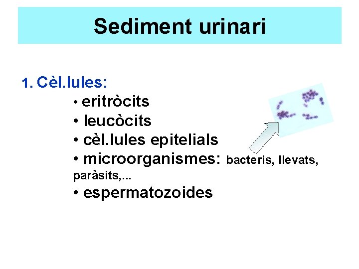 Sediment urinari 1. Cèl. lules: • eritròcits • leucòcits • cèl. lules epitelials •
