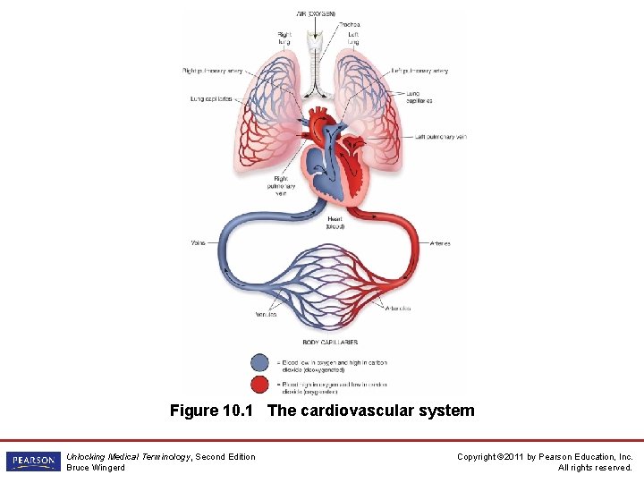 Figure 10. 1 The cardiovascular system Unlocking Medical Terminology, Second Edition Bruce Wingerd Copyright