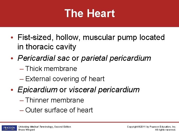 The Heart • Fist-sized, hollow, muscular pump located in thoracic cavity • Pericardial sac