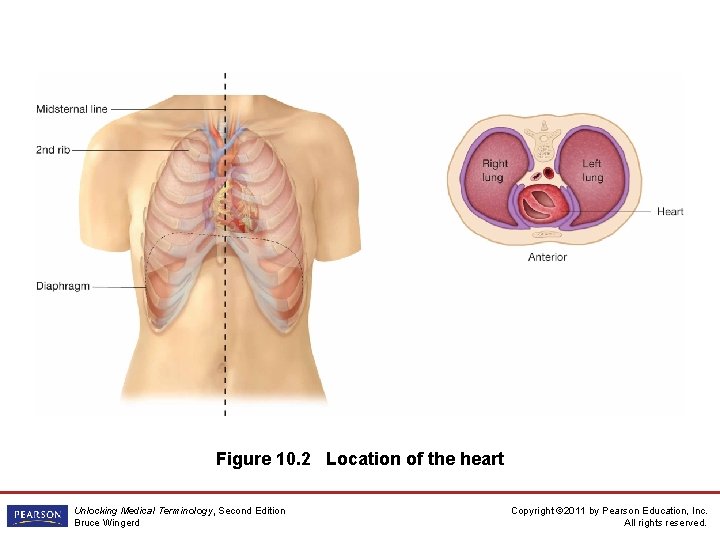 Figure 10. 2 Location of the heart Unlocking Medical Terminology, Second Edition Bruce Wingerd