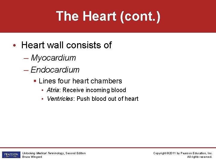 The Heart (cont. ) • Heart wall consists of – Myocardium – Endocardium §