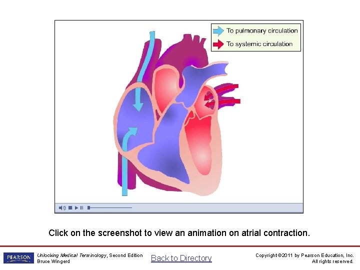 Atrial Contraction Animation Click on the screenshot to view an animation on atrial contraction.