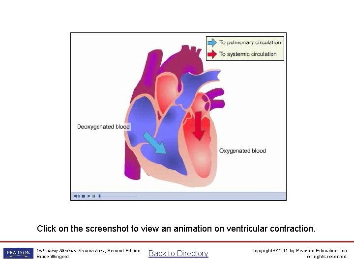 Ventricular Contraction Animation Click on the screenshot to view an animation on ventricular contraction.