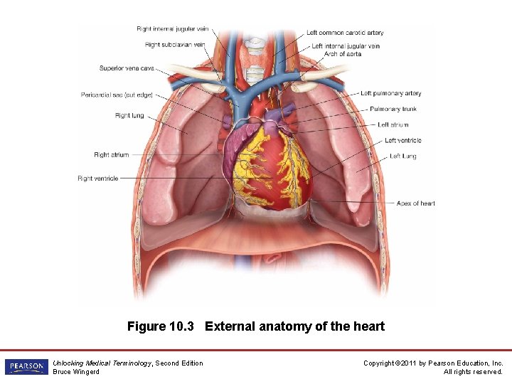 Figure 10. 3 External anatomy of the heart Unlocking Medical Terminology, Second Edition Bruce