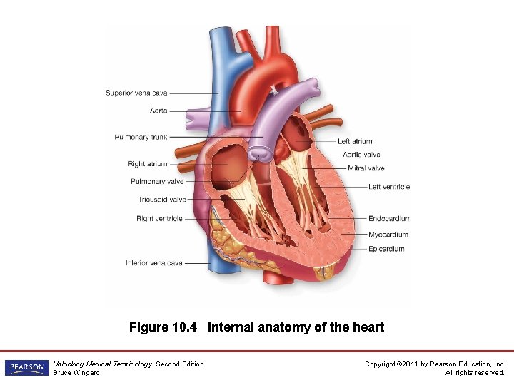 Figure 10. 4 Internal anatomy of the heart Unlocking Medical Terminology, Second Edition Bruce