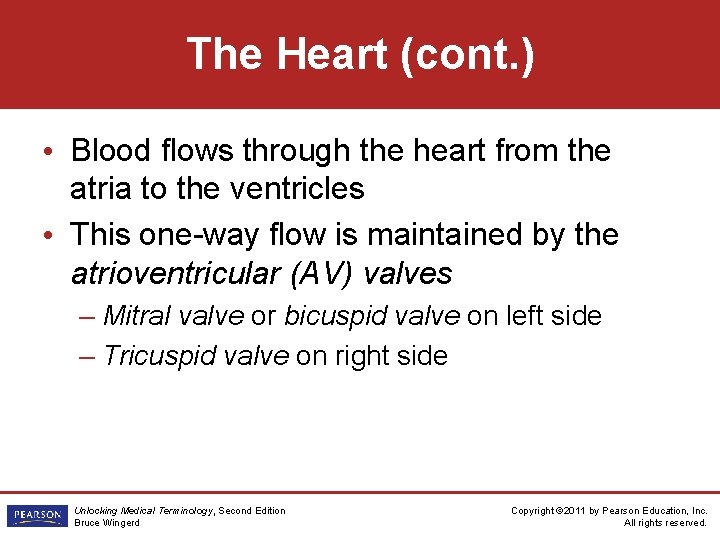 The Heart (cont. ) • Blood flows through the heart from the atria to