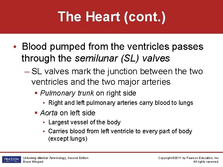 The Heart (cont. ) • Blood pumped from the ventricles passes through the semilunar